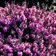 0311_winterheide.jpg Blühendes Winterheidekraut mit dichten, leuchtend pinken Blüten in winterlicher Naturumgebung.Flowering winter heather with dense, bright pink flowers in a natural winter setting.Blomstrende vinterlyng med tætte, lyserøde blomster i et naturligt vintermiljø.Bloeiende winterheide met dichte, helderroze bloemen in een natuurlijke winterse omgeving.