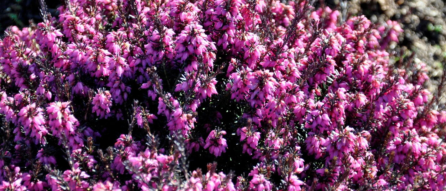 0311_winterheide.jpg Blühendes Winterheidekraut mit dichten, leuchtend pinken Blüten in winterlicher Naturumgebung.