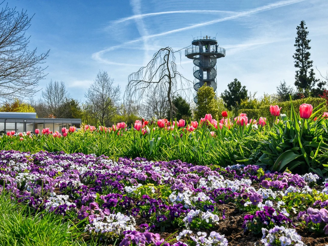 Hans_Juergen_Zietz___Saisoneroeffnung_01.jpg Blumenbeet mit violetten Stiefmütterchen und rosa Tulpen vor Aussichtsturm im Frühlingsgarten.