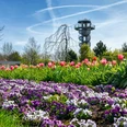 Hans_Juergen_Zietz___Saisoneroeffnung_01.jpg Blumenbeet mit violetten Stiefmütterchen und rosa Tulpen vor Aussichtsturm im Frühlingsgarten.Flower bed with purple pansies and pink tulips in front of the viewing tower in the spring garden.Blomsterbed med lilla stedmoderblomster og lyserøde tulipaner foran udsigtstårnet i forårshaven.Bloembed met paarse viooltjes en roze tulpen voor de uitkijktoren in de lentetuin.