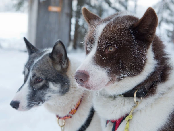 zwei Hunde Lead.jpg