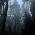 Wald im Nebel_Markus Koch.jpg