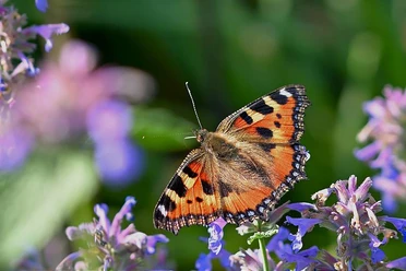 2026.07.05_Insekten_jggrz_pixabay.com.jpg