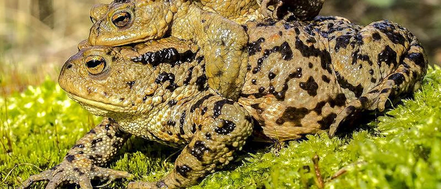 Erdkröten