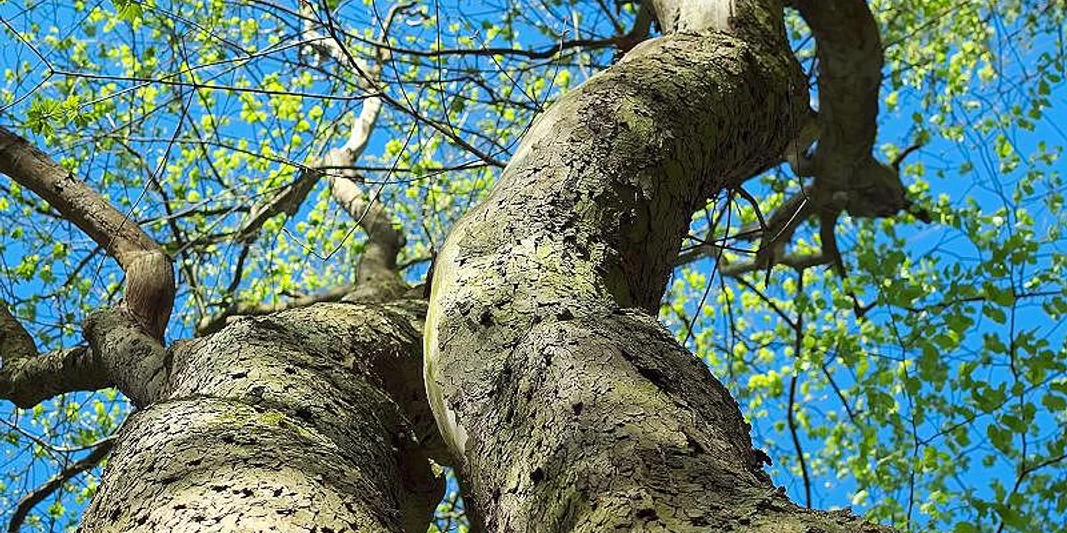 Aufblühen + Verwandeln