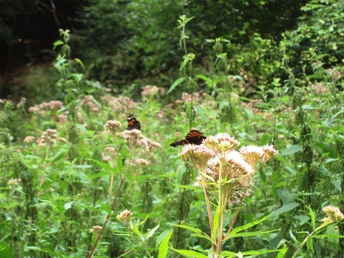 Salzgitter Höhenzug, Wanderweg 30 Schmetterlingsfeld im Sommer