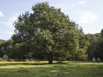 Spaziergänger unterwegs im Borkener Paradies Zwei Spaziergänger gehen über eine Wiese mit einer großen Eiche im Borkener Paradies.