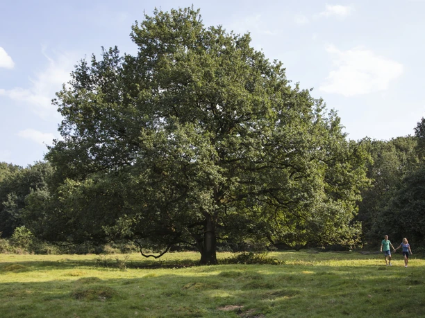 Spaziergänger unterwegs im Borkener Paradies Zwei Spaziergänger gehen über eine Wiese mit einer großen Eiche im Borkener Paradies.
