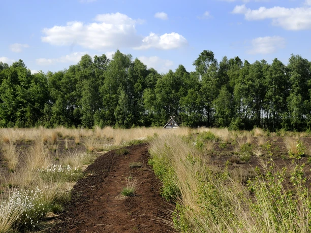 Lehrpfad ‘‘moor land schaffen" Schmaler Pfad führt durch offenes Moor mit Gräsern, im Hintergrund dichter Baumbestand und Holzunterstand.