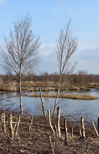 Hochmoorlandschaft Provinzialmoor