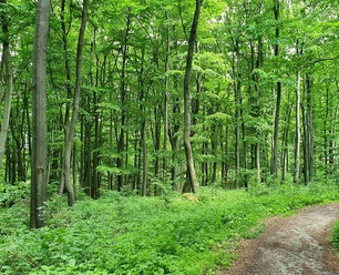 Ökosystem Wald
