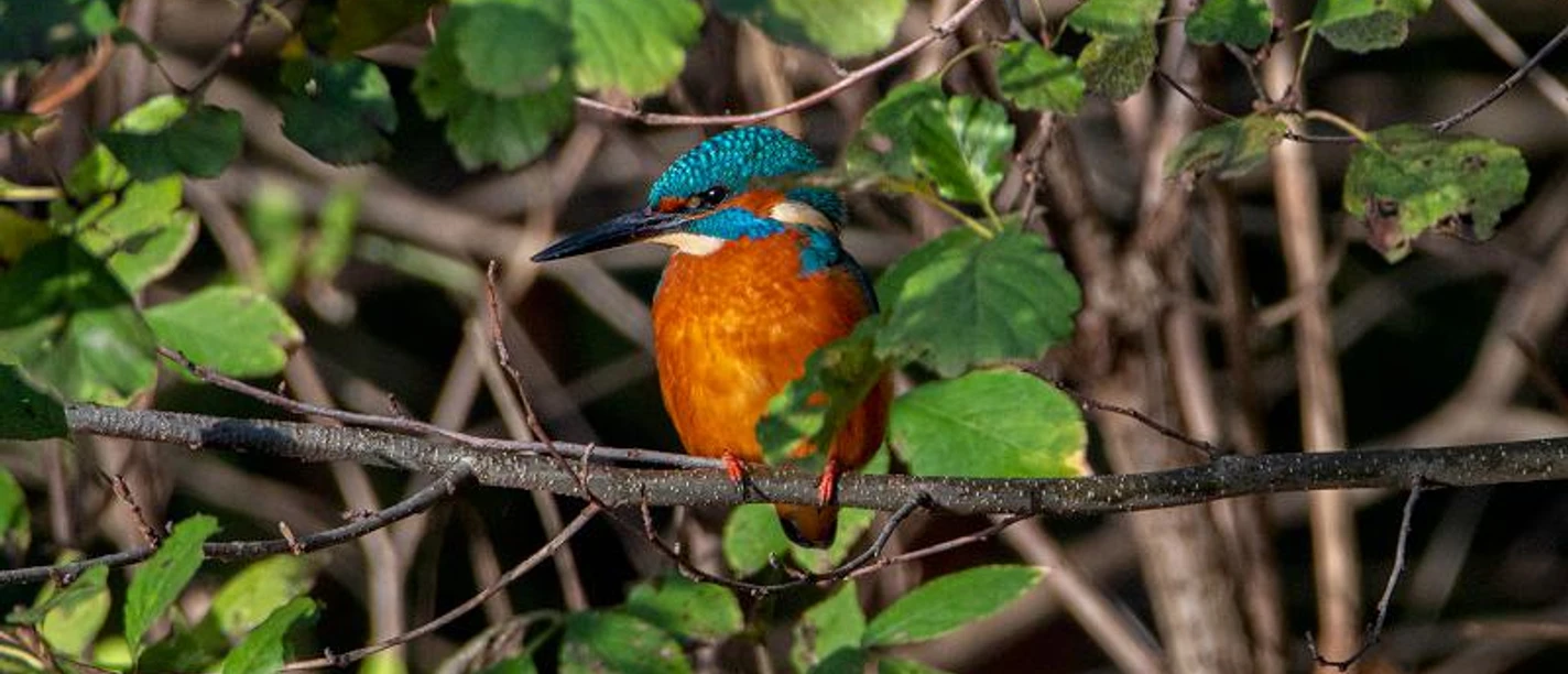 Frühling Violenbach