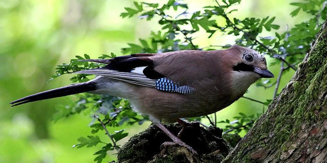 Vogelexkursion Frühaufsteher