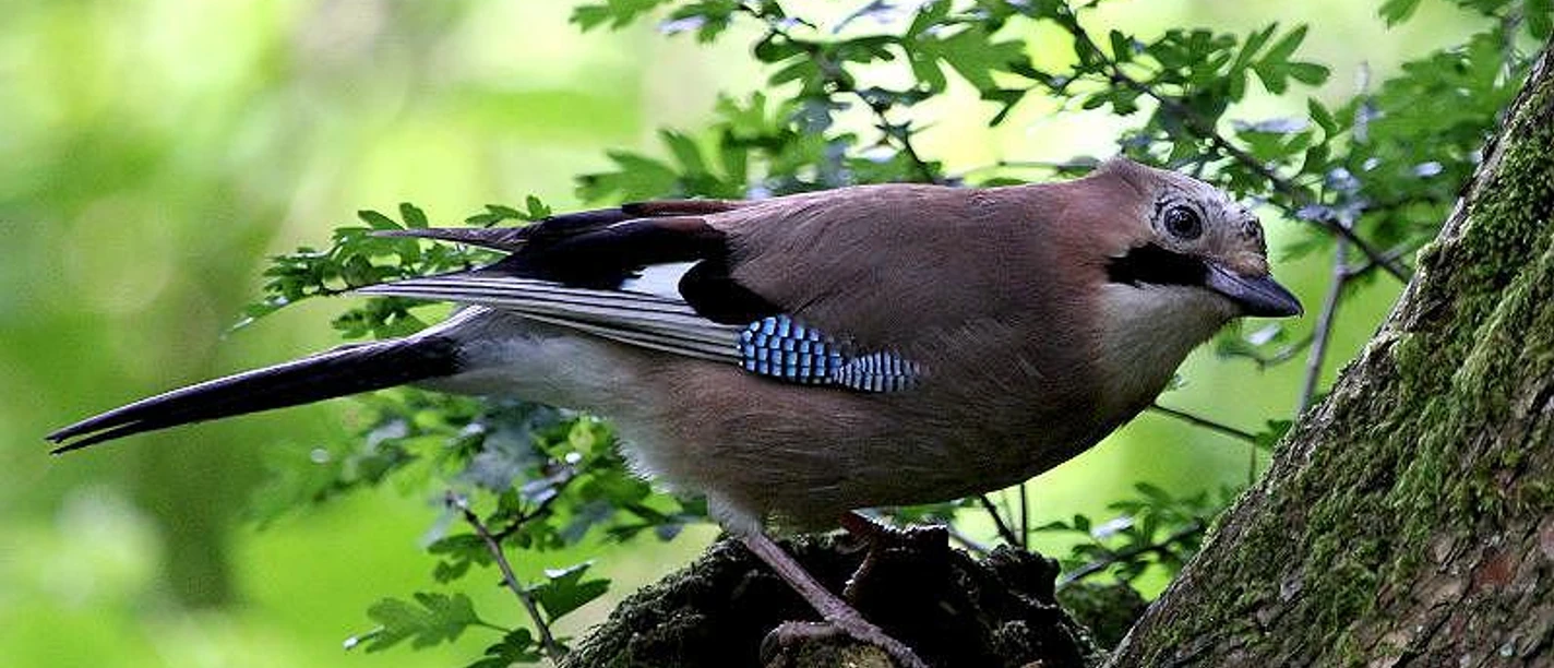 Vogelexkursion Frühaufsteher