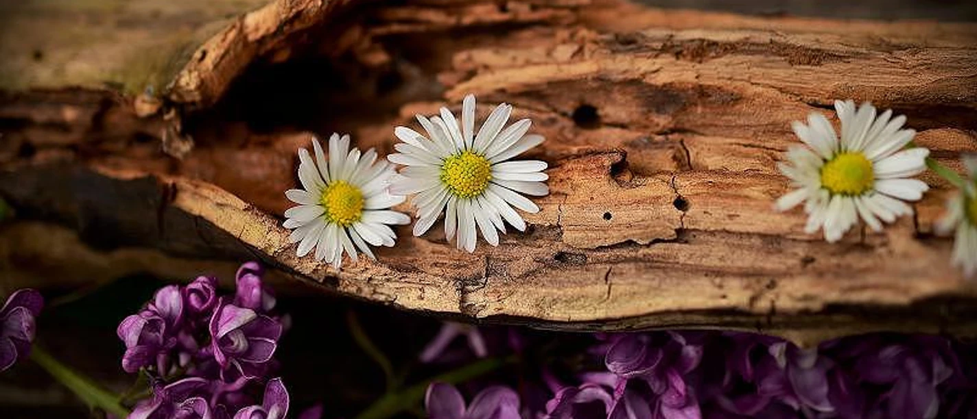 Löwenzahn Frühblüher