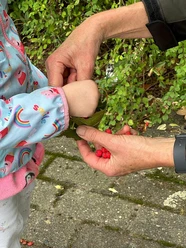 Beeren