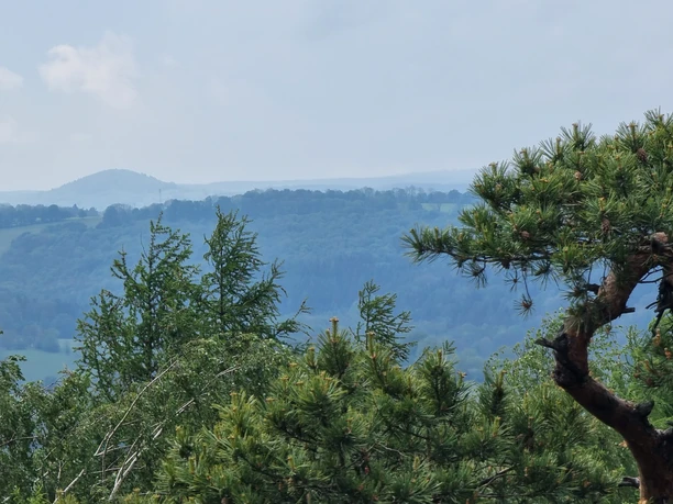 Aussicht Zeisigstein Aussicht auf bewaldete Hügel mit Nadelbäumen im Vordergrund.