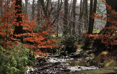 Ein schmaler Bach fließt durch einen herbstlichen Wald, umgeben von Bäumen mit orangefarbenen Blättern.