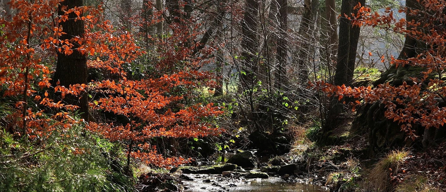 Aachener Geschichte_Beverbach (c) Ökologie-Zentrum Aachen.jpg Ein schmaler Bach fließt durch einen herbstlichen Wald, umgeben von Bäumen mit orangefarbenen Blättern.