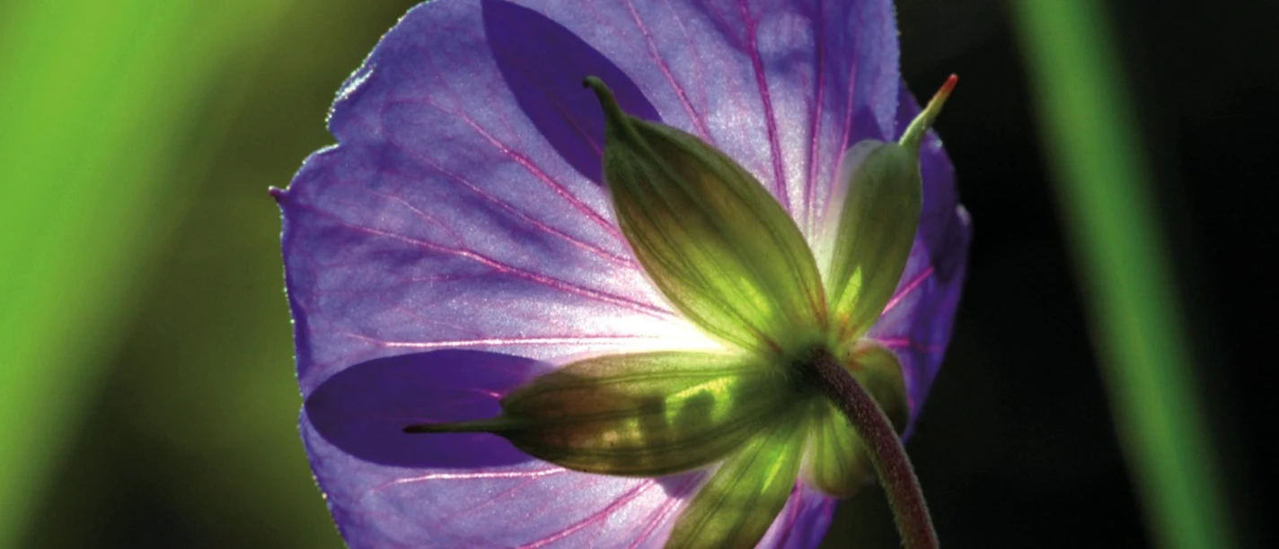 0501_pflanzenwelten.png Lila Blüte im Gegenlicht, feine Blattadern leuchten vor unscharfem grünem Hintergrund.