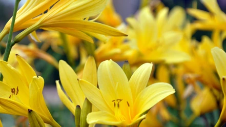 0701_taglilien.png Leuchtend gelbe Taglilien in voller Blüte mit sanft verschwommenem Hintergrund.