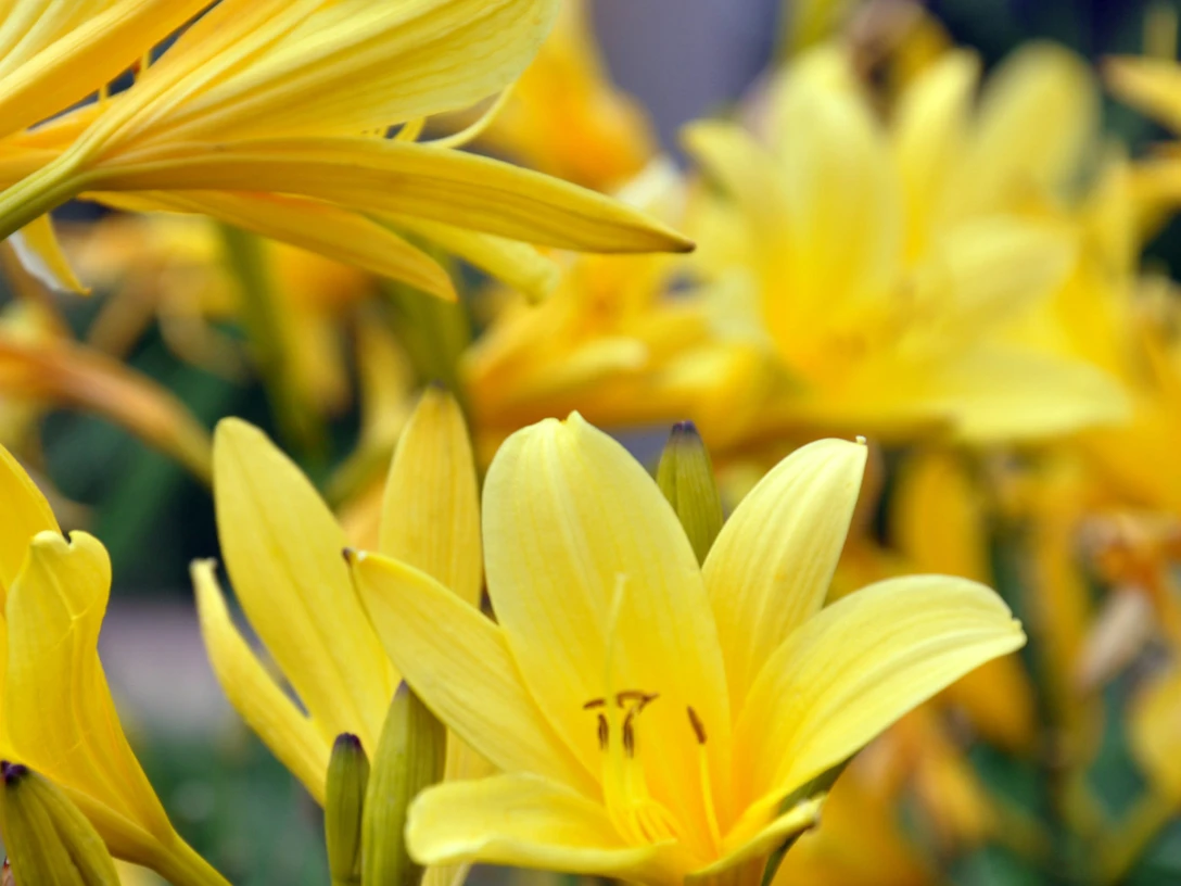 0701_taglilien.png Leuchtend gelbe Taglilien in voller Blüte mit sanft verschwommenem Hintergrund.