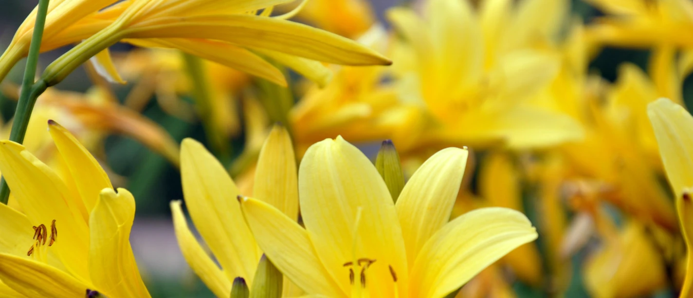 0701_taglilien.png Leuchtend gelbe Taglilien in voller Blüte mit sanft verschwommenem Hintergrund.