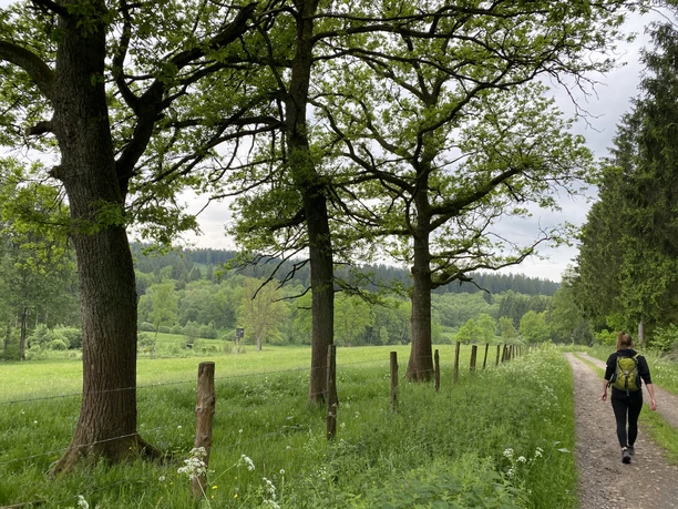 Vorspanneiche Richtung Dollenbruch