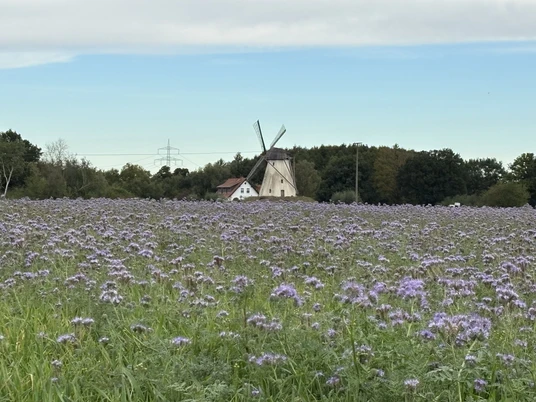 Windmühle Großenheerse