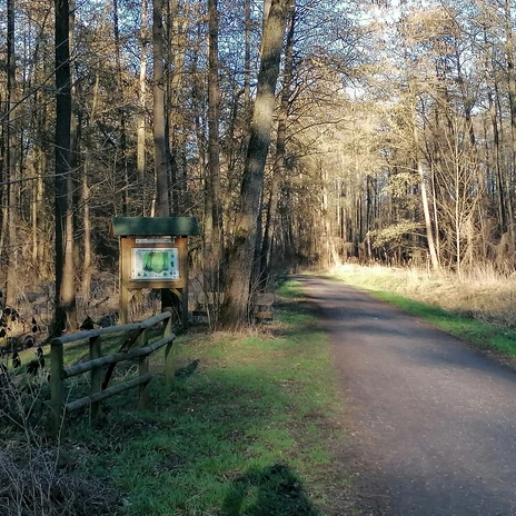 Weg und Infotafel im Hohenstedter Holz
