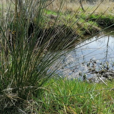 Nahaufnahme von Pflanzen und der Mühlenriede im Hohenstedter Holz