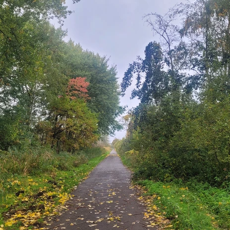 Weg im Vogelschutzgebiet Barnbruch