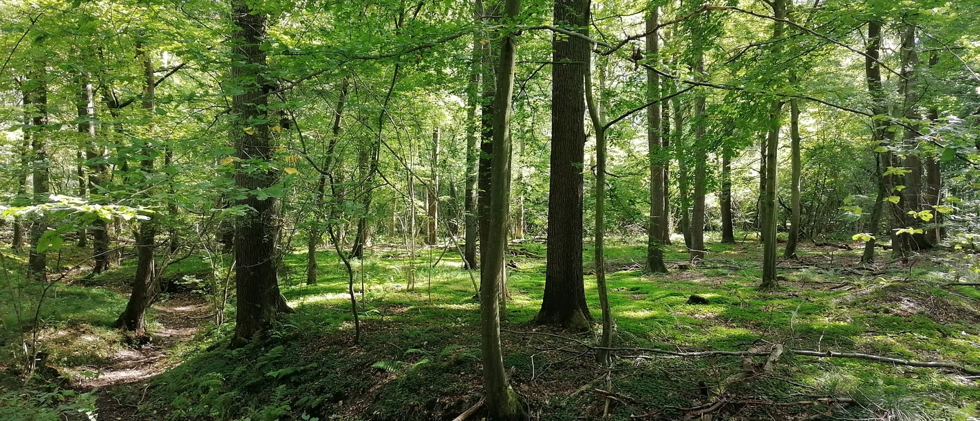 LIPPETAL - Uentroper Wald - NEU.jpg