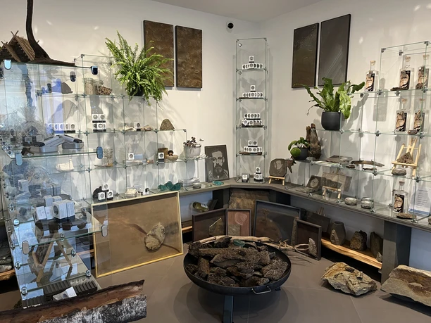 Devona Shop Fossilien und Mineralien in stilvoller Auslage mit grünen Pflanzen dekoriert.