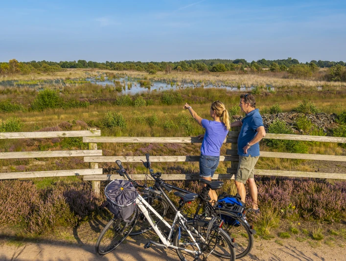Heideblüte im Dalum-Wietmarscher Moor bei Geeste