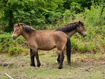 Naturpark Solling-Vogler
