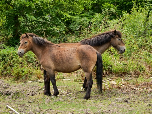 Naturpark Solling-Vogler
