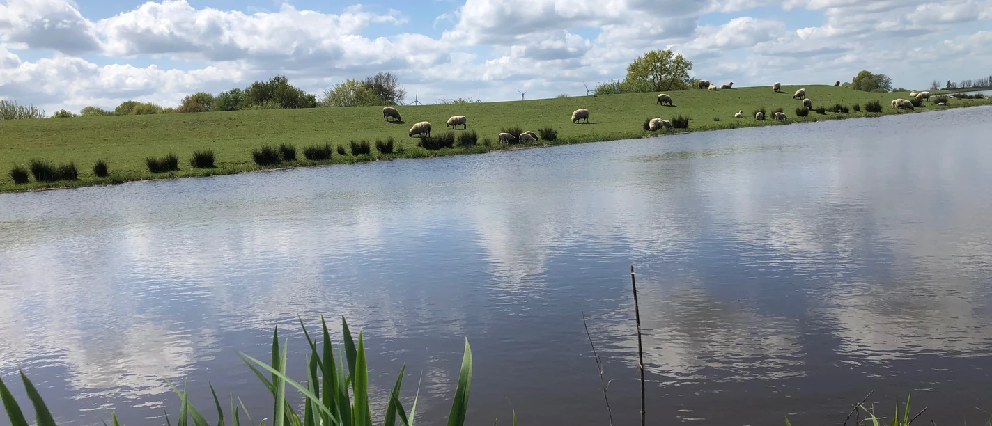 Schafe am Deich-Aper Tief-Mai 2020-Foto Rita Cramer.jpg Schafe grasen auf einem grünen Deich am ruhigen Aper Tief unter blauem Himmel mit Wolken.