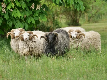 Naturpark Wendland.Elbe
