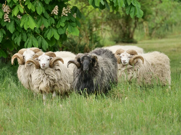 Naturpark Wendland.Elbe