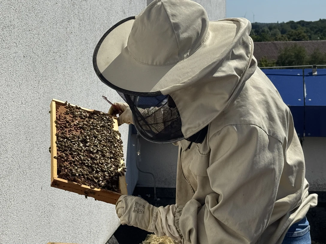 Imkerin bei der Arbeit Imkerin bei der Arbeit