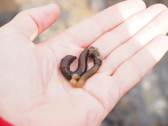 lugworm-2867865_1280.jpg
