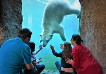 Zoo am Meer Eisbär-Familie unter Wasser (c) Nicole Tönjes_Zoo am Meer Bremerhaven.JPG Familie betrachtet durch Glas einen schwimmenden Eisbären im Zoo am Meer Bremerhaven.