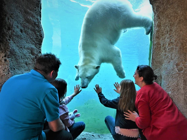 Zoo am Meer Eisbär-Familie unter Wasser (c) Nicole Tönjes_Zoo am Meer Bremerhaven.JPG Familie betrachtet durch Glas einen schwimmenden Eisbären im Zoo am Meer Bremerhaven.