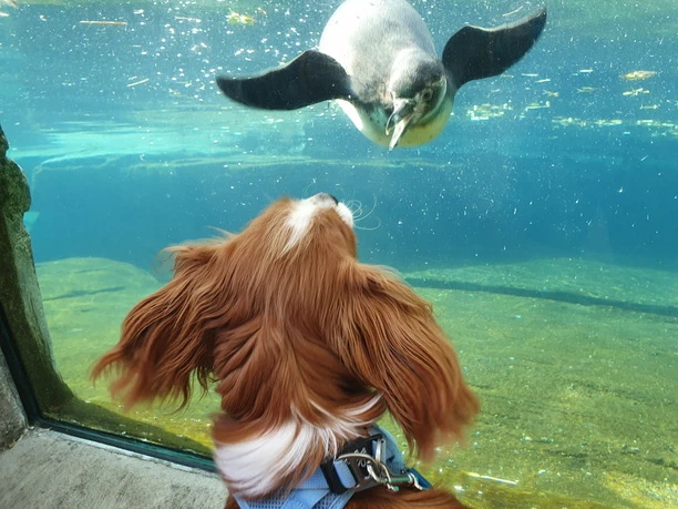 Zoo am Meer 20211029_132129 (c) Tanja Mehl_Erlebnis Bremerhaven.jpg Hund blickt durch Glasscheibe auf schwimmenden Pinguin im Zoo am Meer in Bremerhaven.