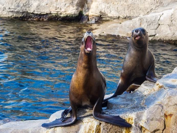 Zoo am Meer InstaWalk Zoo (c) Gerald Kellmer (7).jpg Zwei Seelöwen sitzen auf Felsen am Wasser, einer mit weit geöffnetem Maul, im Zoo am Meer in Bremerhaven.