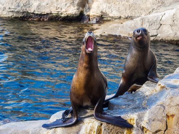 Zoo am Meer InstaWalk Zoo (c) Gerald Kellmer (7).jpg Zwei Seelöwen sitzen auf Felsen am Wasser, einer mit weit geöffnetem Maul, im Zoo am Meer in Bremerhaven.