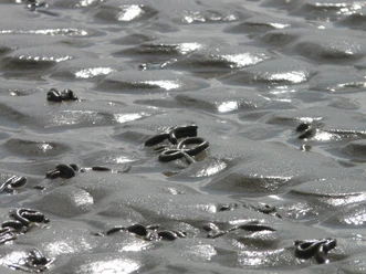 wadden-sea-57649_1280.jpg