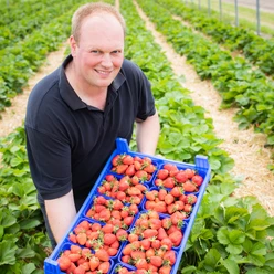 Erdbeeren