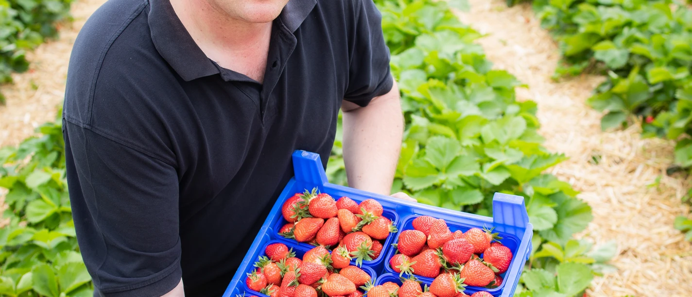 Erdbeeren